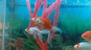 Почему чернеют золотые рыбки в аквариуме