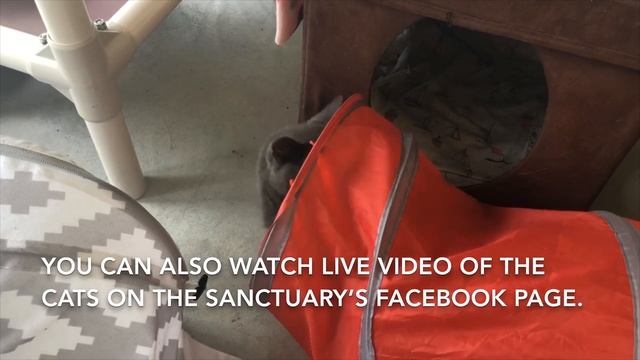 Blind Cat Rescue & Sanctuary смотреть онлайн