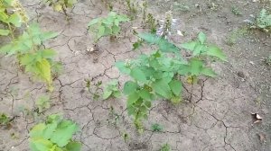 Лофант анисовый. Лекарство от старения.