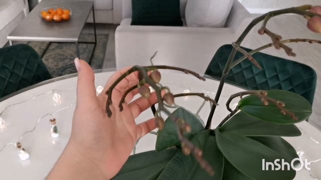 Онцидиум Твинкл в цвету. ✨ Моему каналу 1 год?. Расцвел кот в мешке??. Хит-парад орхидей! ? смотреть онлайн