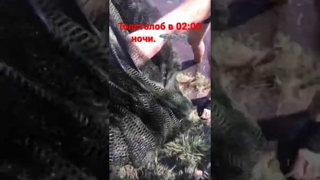 Крупный улов толстолоб | ночная рыбалка на бойло вкус клубника ваниль | рыба толстолоб | 4,430 кг. смотреть онлайн