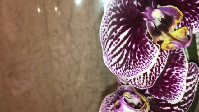 #Бабочка #Орхидея #Новинки #подарки смотреть онлайн