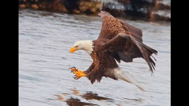 Всё о птицах ' Белоголовый орлан ' смотреть онлайн