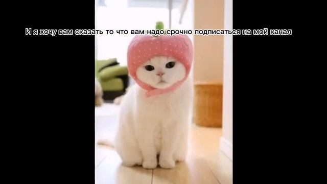 "милые котики которые в кенце ну и 13 карт" земля королей. смотреть онлайн