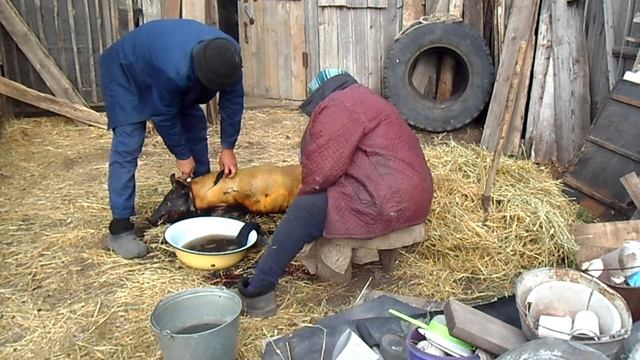 как закололоть поросёнка и разделать правильно смотреть онлайн