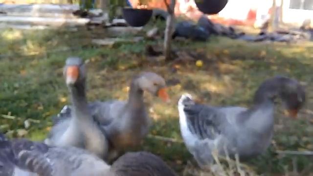 #115 Гуси Французские Тулузы. Побег из курятника. смотреть онлайн
