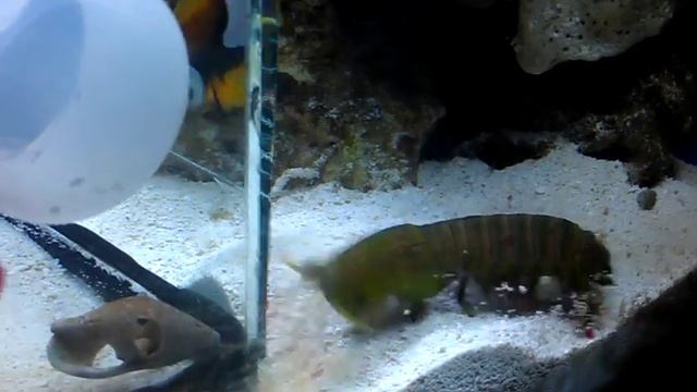 морской рак богомол смотреть онлайн