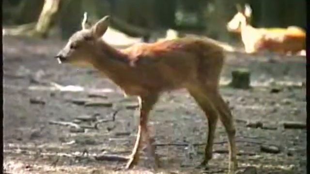 Mother Deer and its Fawn - Igls Austria - Aug 1987 смотреть онлайн