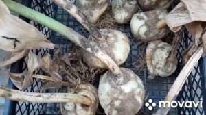 Когда выкапывать Рябчик Императорский?!Состояние луковиц!