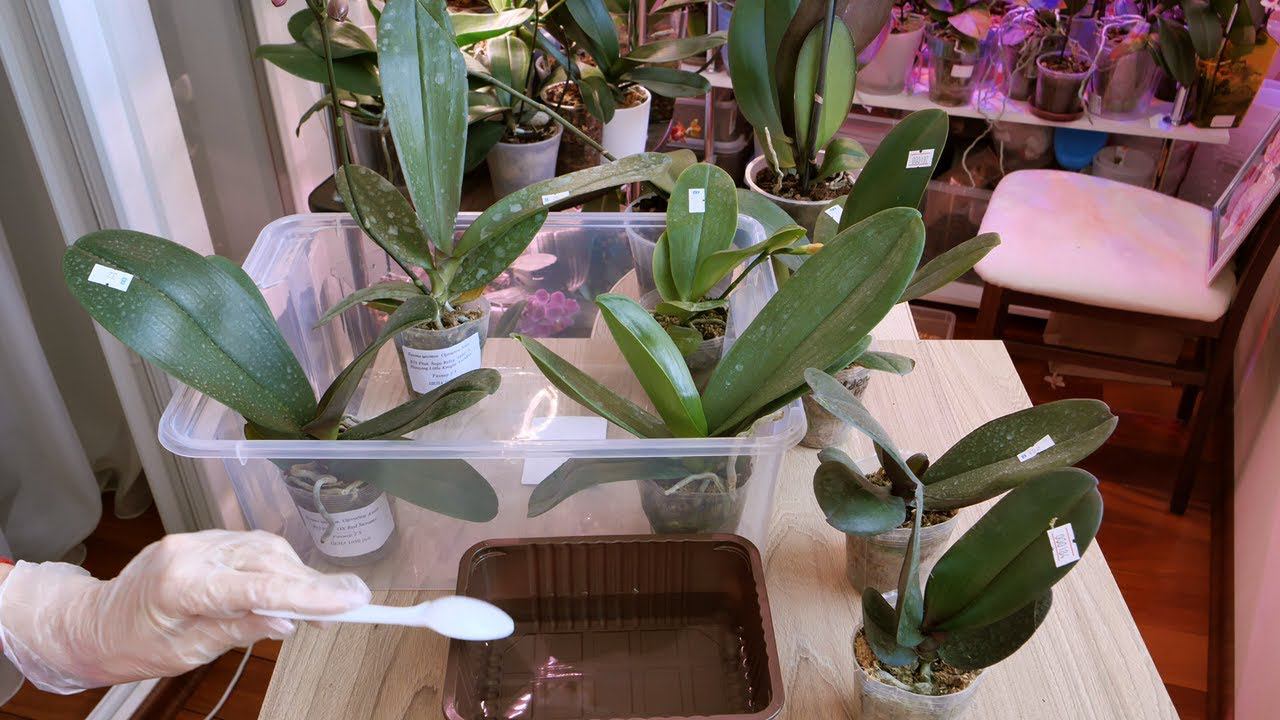 ОБАЛДЕТЬ как вернулся ТУРГОР листьев орхидеи! / Способ ОБРАБОТКИ НОВЫХ орхидей смотреть онлайн