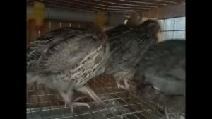 голос самки перепёлки