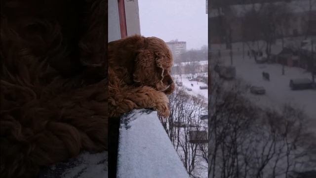 Американский Кокер-спаниель на балконе \ American cocker spaniel смотреть онлайн