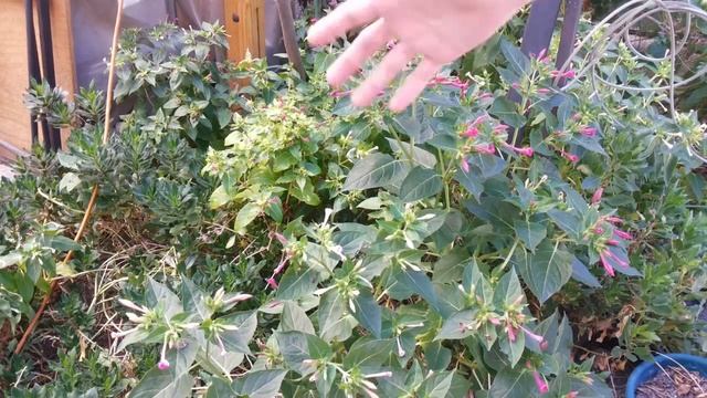 Mirabilis Jalapa – una ? planta usada para ? FITOREMEDIACIÓN y otras cosas más смотреть онлайн