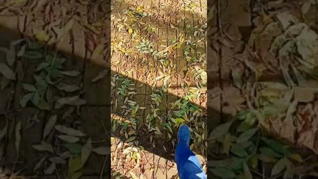 Сонник. Желтая листва во сне.mp4 смотреть онлайн