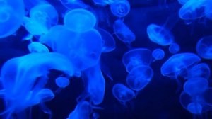 В каких продуктах содержится больше всего йода?