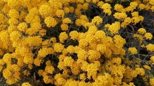 Алиссум скальный Золотая волна. Майский красавец.