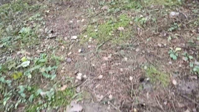 Найти в ноябрьском лесу Фиолетовую рядовку смотреть онлайн