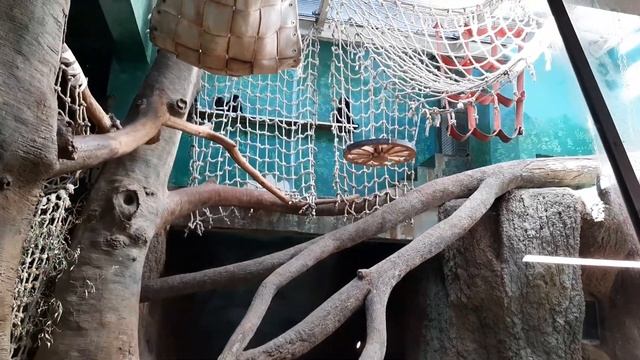 МОСКОВСКИЙ ЗООПАРК (ч.3) - ОБЕЗЬЯНЫ смотреть онлайн