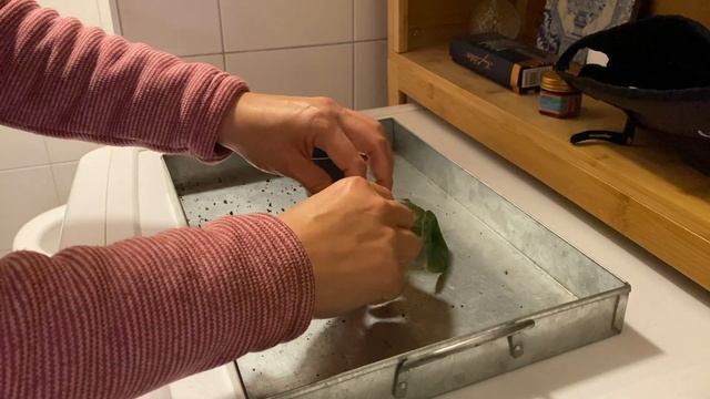 Unboxing Baby Alocasia Nebula смотреть онлайн