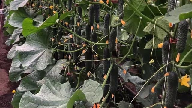 Огурец Илонара F1 смотреть онлайн