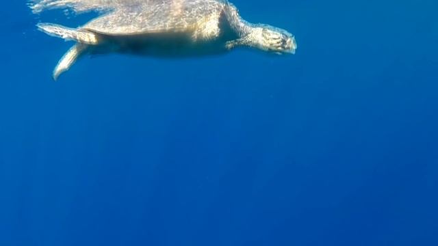 ЕГИПЕТ ДАХАБ / Встреча БЛОНДИНКИ с ЧЕРЕПАХОЙ в КРАСНОМ МОРЕ смотреть онлайн