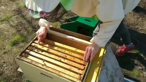 Пропала матка весной. Что делать?