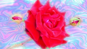 Футаж. Цветочный фон 79