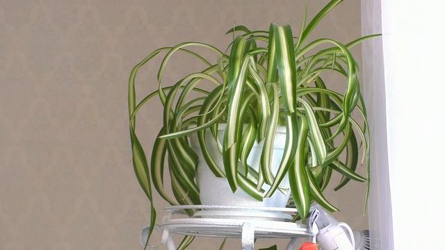 Мои комнатные растения / Зачем я их пересаживаю после покупки смотреть онлайн