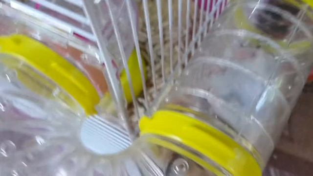 Новый хомяк?! Что с Норвелом? смотреть онлайн