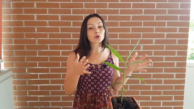 HOW TO GROW LOTS OF GINGER IN CONTAINERS. Grow Ginger Bought In A Grocery Store