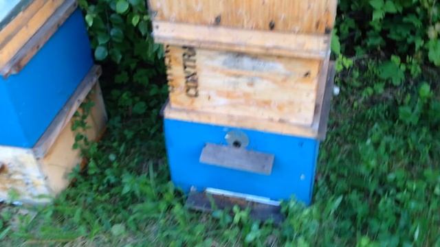 Как обстоят дела с медом... Выезд на пасеку 30 мая 2016г. смотреть онлайн