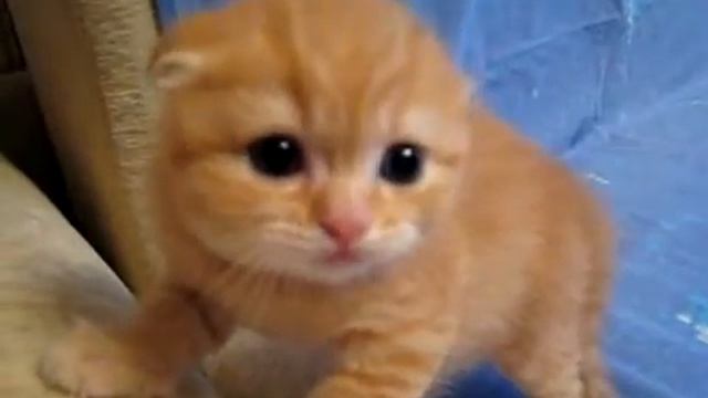 Просто милый тигр^-^ смотреть онлайн