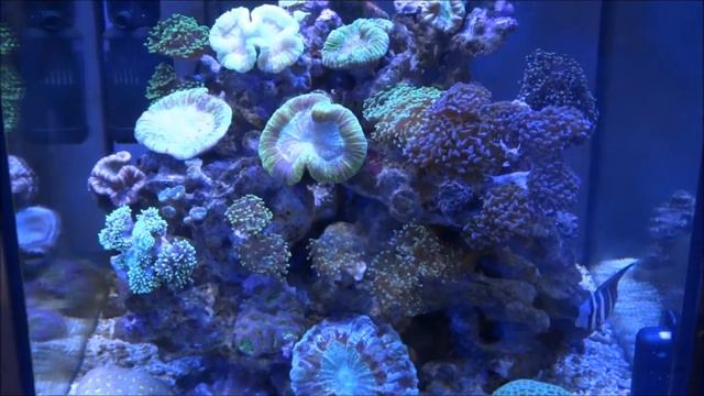 aquaspectrum.ru - Морской аквариум смотреть онлайн