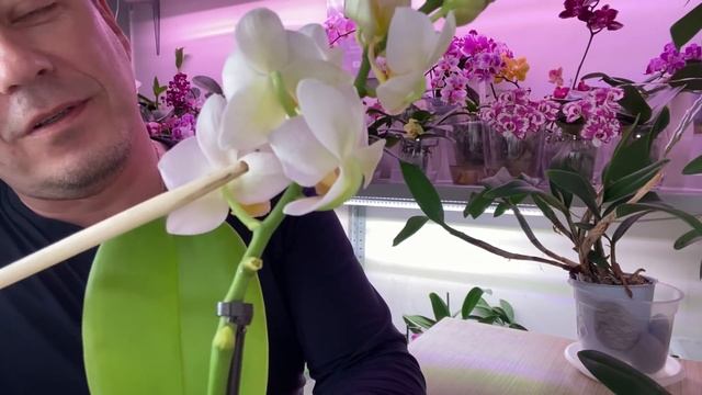 как КОРНИ ОРХИДЕИ СОХРАНИТЬ и какой полив орхидеи фаленопсис мини до пересадки в торфяном горшочке смотреть онлайн
