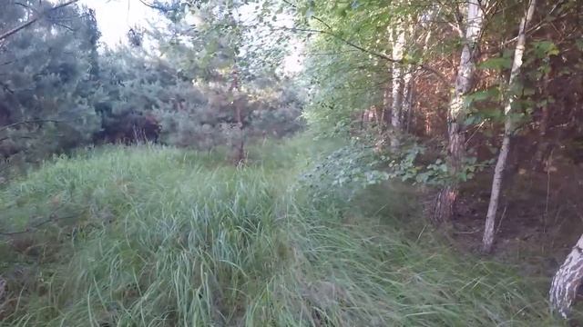 Подберёзовики ЛЕТОМ / НАЙТИ в КОНКРЕТНОМ месте / ТИХАЯ охота / СБОР грибов смотреть онлайн