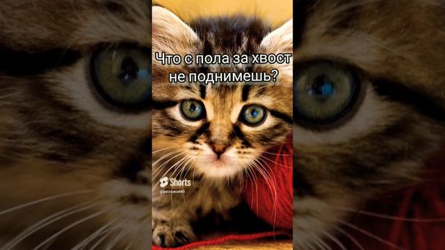 Загадка и задача на сообразительность и логику #логика #загадка #задача #егэ #школа #олимпиада смотреть онлайн