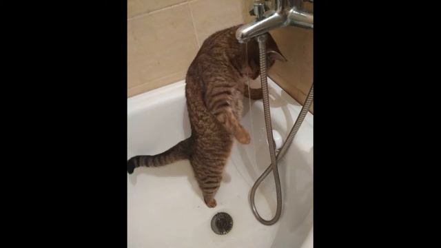 Смешные животные до слез видео 2018 2019 - Смешное видео МатроскинТВ смотреть онлайн