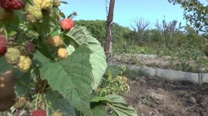 Ремонтантная малина "Рубиновое ожерелье".