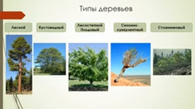 Дендрология лекция 1 смотреть онлайн