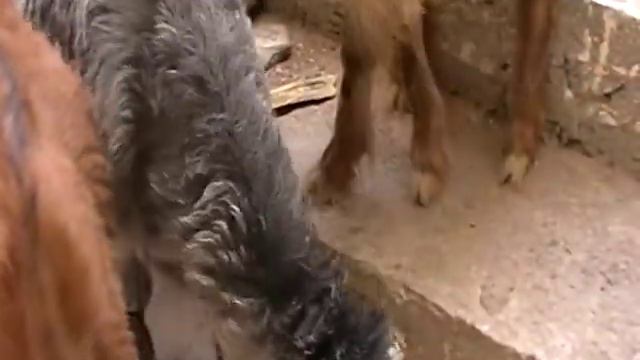 голодные дахабские козы