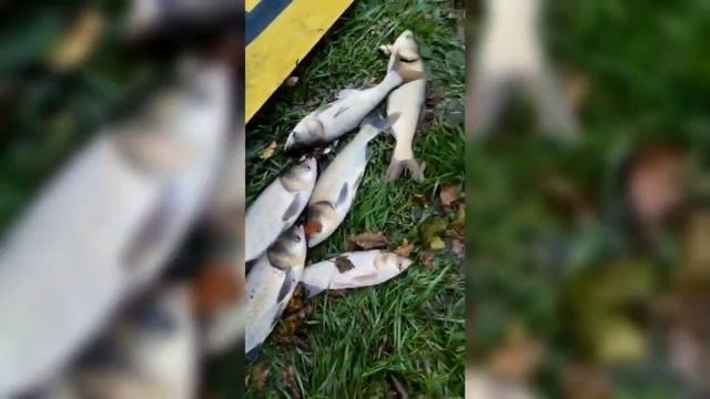 64-й Рыбхоз Зарыбление 13.10.2022 | Рыбалка смотреть онлайн