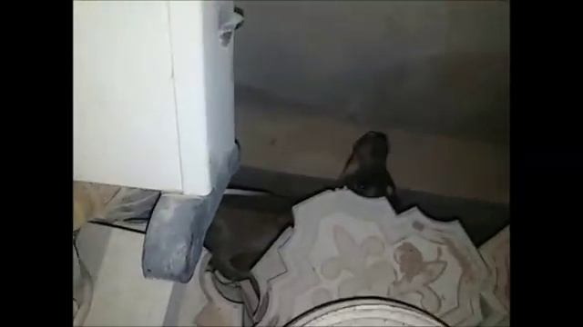 Клепка опять содрала себе шкуру. А на ужин у собачек жаренная курица с кюкю (яичница с зеленью) смотреть онлайн