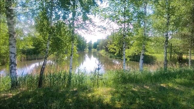 ЦЕЛИТЕЛЬНЫЙ ЭФФЕКТ ПЕНИЯ ДРОЗДА И ЛЕСНЫХ ПТИЦ В БЕРЁЗОВОМ ЛЕСУ,ПОЛЕ РОМАШЕК И ЧИСТОЕ НЕБО ЭТО РЕЛАК