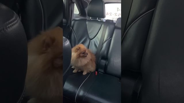 Мои питомцы: Кляйн шпиц Крисмес Ив Бубел едет в авто/22.01.23 09:00 смотреть онлайн