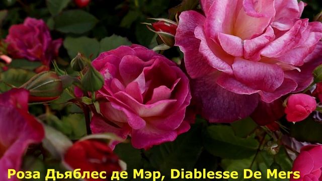 3 РОЗЫ с невероятно красивой окраской, текстурой и ароматом! Ваши клумбы заиграют новыми красками! смотреть онлайн