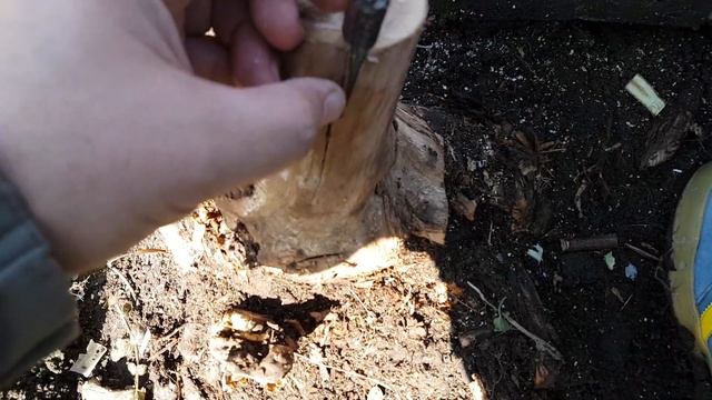 Виноград прививка в расщеп весной. смотреть онлайн