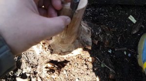 Виноград прививка в расщеп весной.