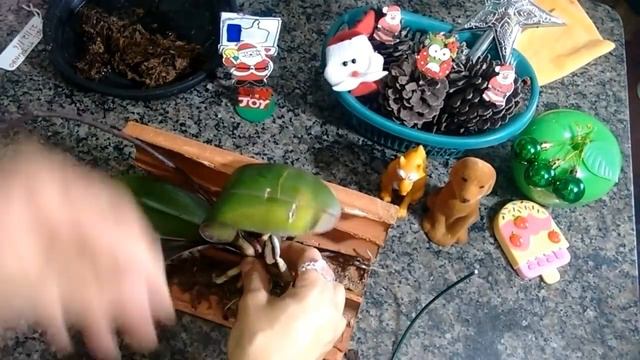 Plantando Orquídea Phalaenopsis Em Tijolinho Com Esfagno💥 смотреть онлайн