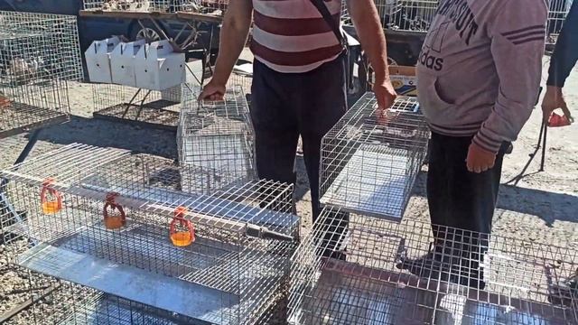 Ярмарка голубей, декоративных птиц и животных г. Баштанка Николаевская область 19.09.2021 года. смотреть онлайн