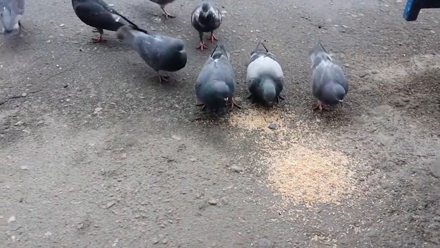 Поезд и голуби смотреть онлайн